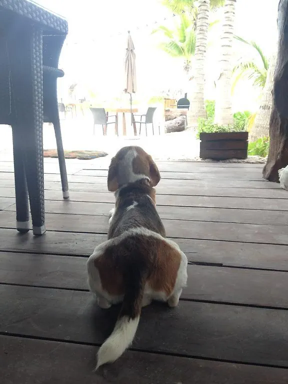Casa Iguana Holbox - Beachfront Hotel